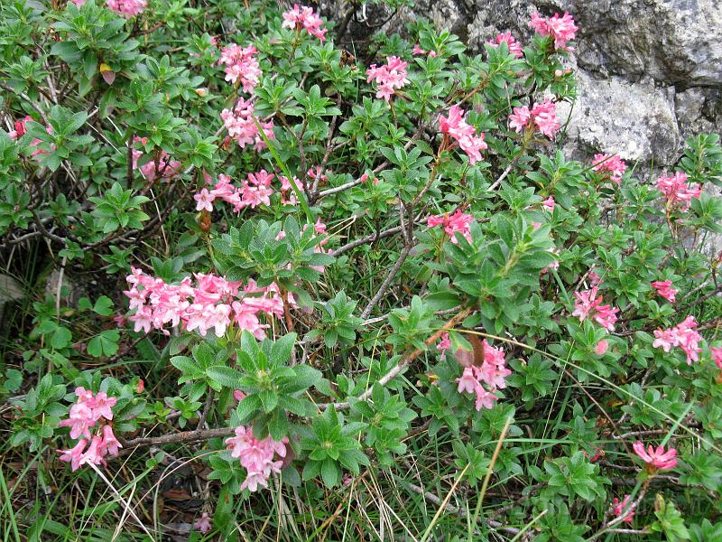 IMG_0975.jpg - Magnifica fioritura di rododendri sull'altopiano di Cimia