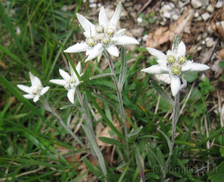 IMG_0992.jpg - Stelle alpine in Cimia