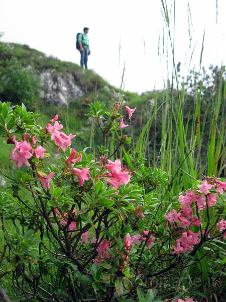 IMG_0999.jpg - Rododendri in fiore in Cimia