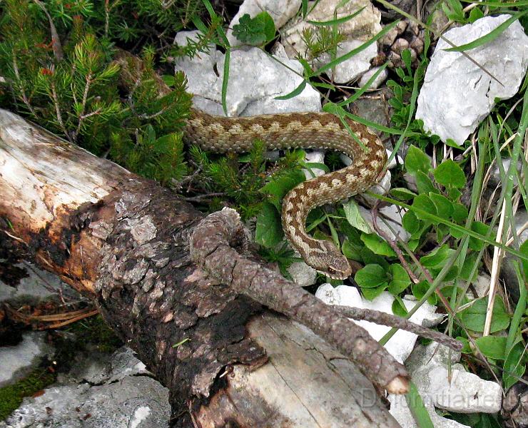 IMG_1008.jpg - Vipera in Cimia