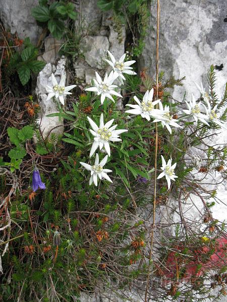 IMG_1009.jpg - Magnifica fioritura di preziose stelle alpine fra le rocce di Cimia