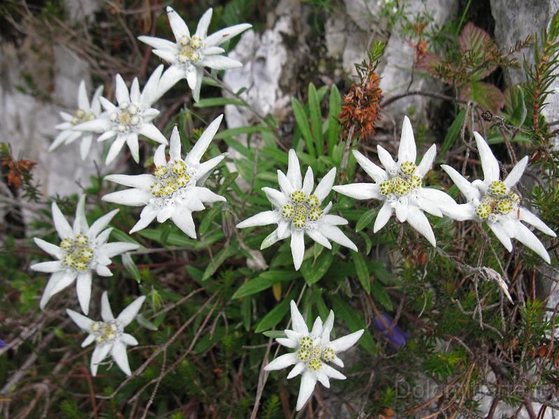 IMG_1014.jpg - Magnifica fioritura di preziose stelle alpine fra le rocce di Cimia