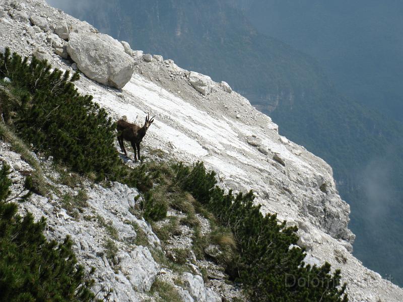 IMG_8976.jpg - alla cengia  base della frana preceduti da un camoscio un  camoscio  padrone della montagna